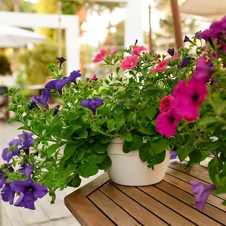 Saraceno With Private Hotel Milano Marittima